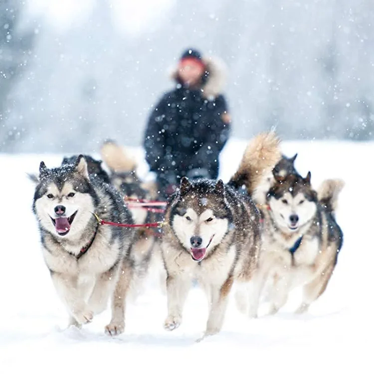 Pet Training Sled Pull Vest X Back Soft Padded Husky Harness Sledding