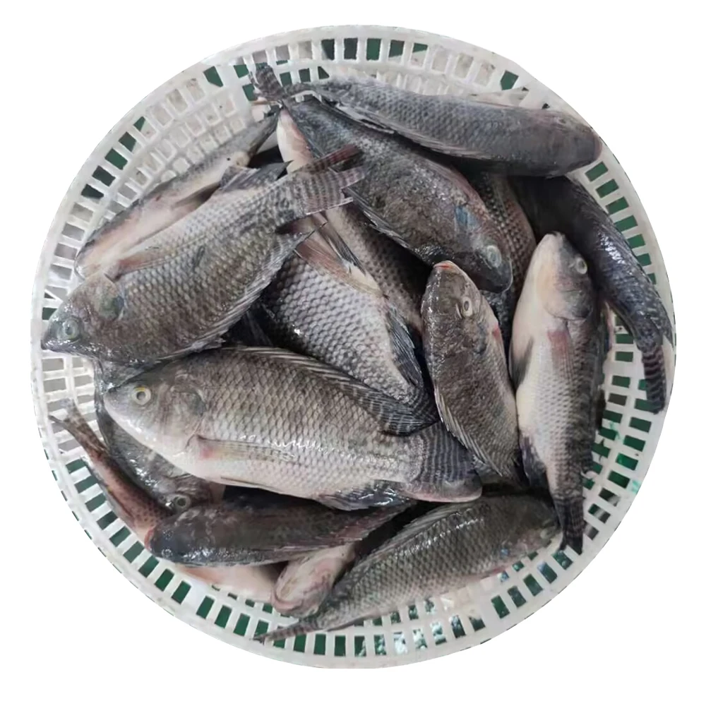 Frozen Fish Tilapia Custom Packing 10kg 10lbs Per Carton Iwp Ivp Iqf Frozen Tilapia Fish Frozen Black Tilapia Fish