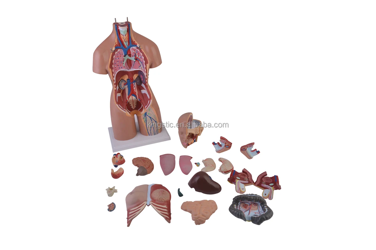 Human Anatomical Unix Torso Model 55cm 20 Partsdual Sex Anatomical Human Torso Model With 