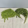 Long 5-headed Lover's Tears, light green