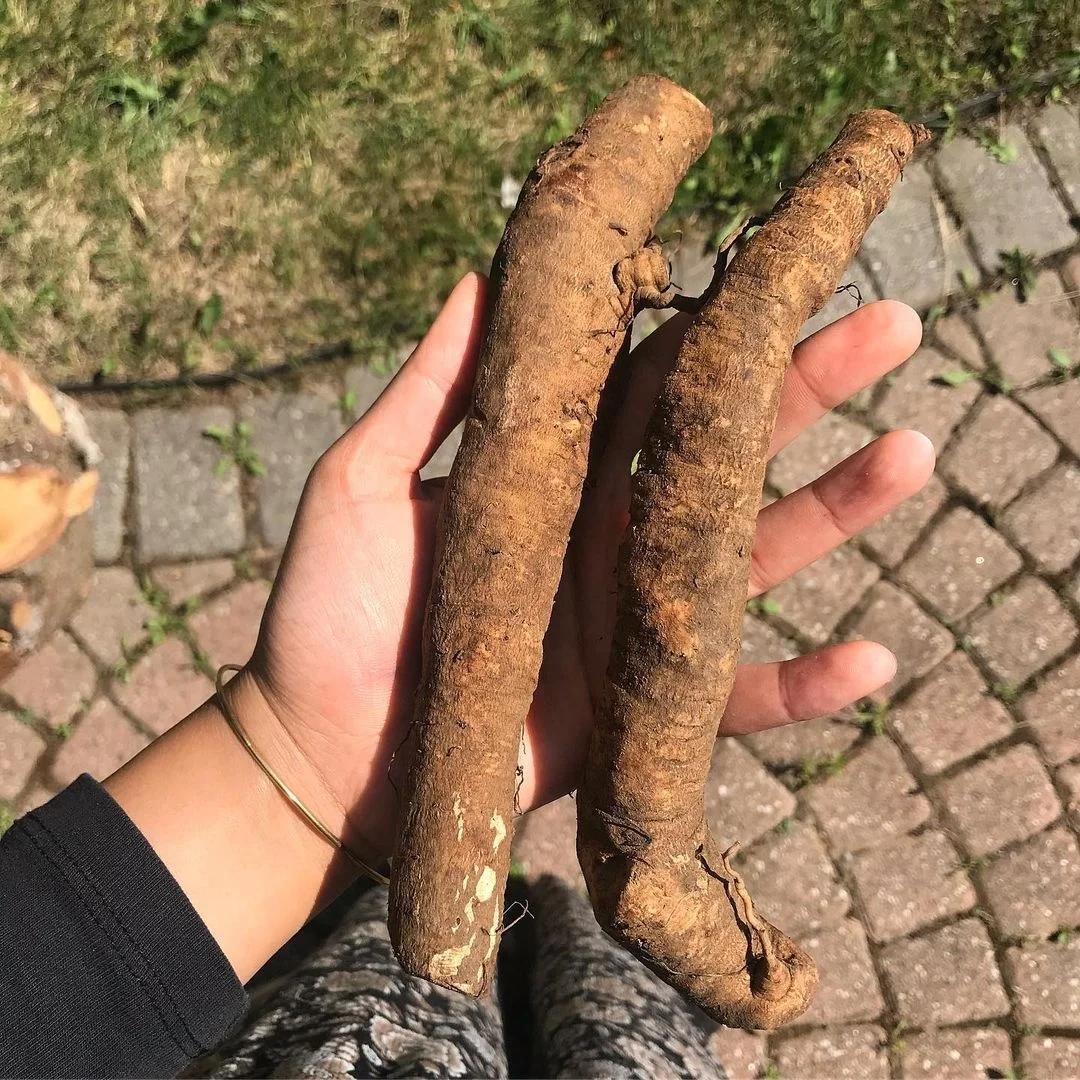 牛蒡牛蒡 新鲜生产的有机蔬菜 Buy 新鲜牛蒡根 牛蒡根 牛蒡油product On Alibaba Com