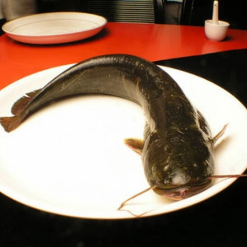 factory sea catfish silurus asotus linnaeus frozen black tilapia