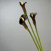 Púrpura