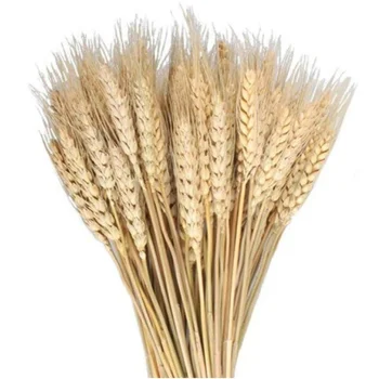 100 Pcs Dried Natural Wheat for Home Kitchen Wedding Party Table Centerpiece Harvest Wreath Boho Farmhouse DIY Decor