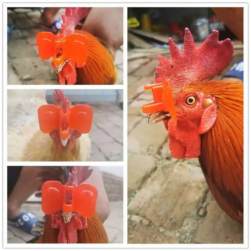 Fdit Lunettes De Poulet, 500Pcs Oeillères De Poulet Réutilisables Lunettes Lunettes Anti-picage Outil Faisan Volaille Blinders Lunettes Pour La Volaille Nécessaire (2x0.9in