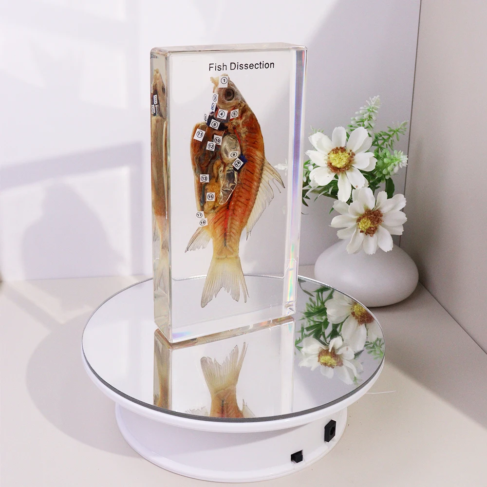 Real Fish Resin Specimen Taxidermy Animal Fish Dissection Educational Toys for High School