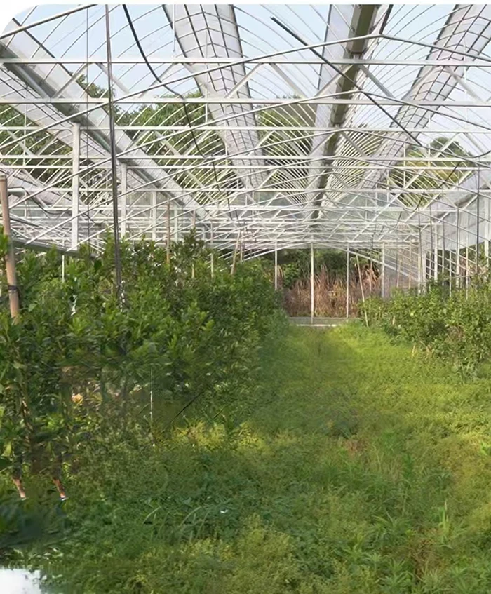 product modern large multi span greenhouse aluminum frame garden greenhouse polycarbonate outdoor greenhouses-17