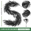 2-meter black Norfolk Pine - 60 heads