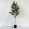 Olive2