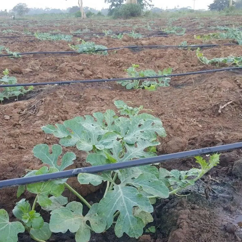 16mm Drip Irrigation Pipe 3mm Horse Pipe for Irrigation Agricultural Hose