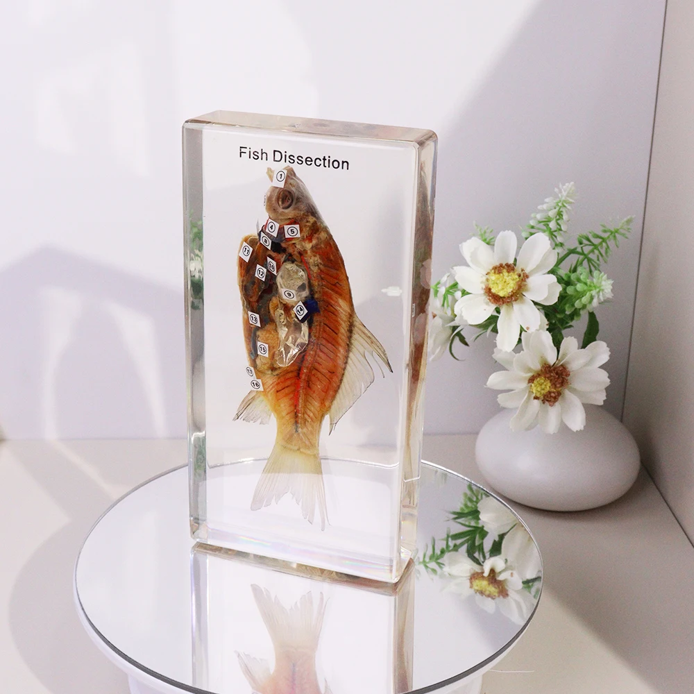 Real Fish Resin Specimen Taxidermy Animal Fish Dissection Educational Toys for High School