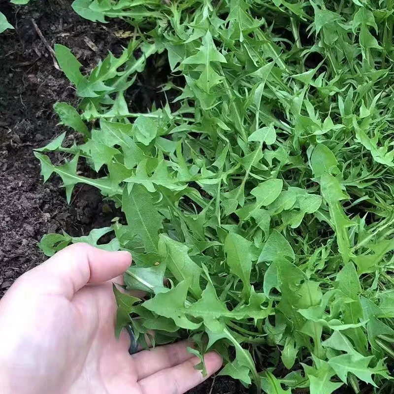 Semi Di Lattuga Selvatica (Lactuca Virosa) – Oltre 25 Semi Freschi Semi Di Lattuga Selvatica (Lactuca Virosa) – Oltre 25 Semi Freschi