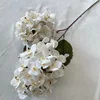 Blanc, Hortensia pagoda - 2 têtes