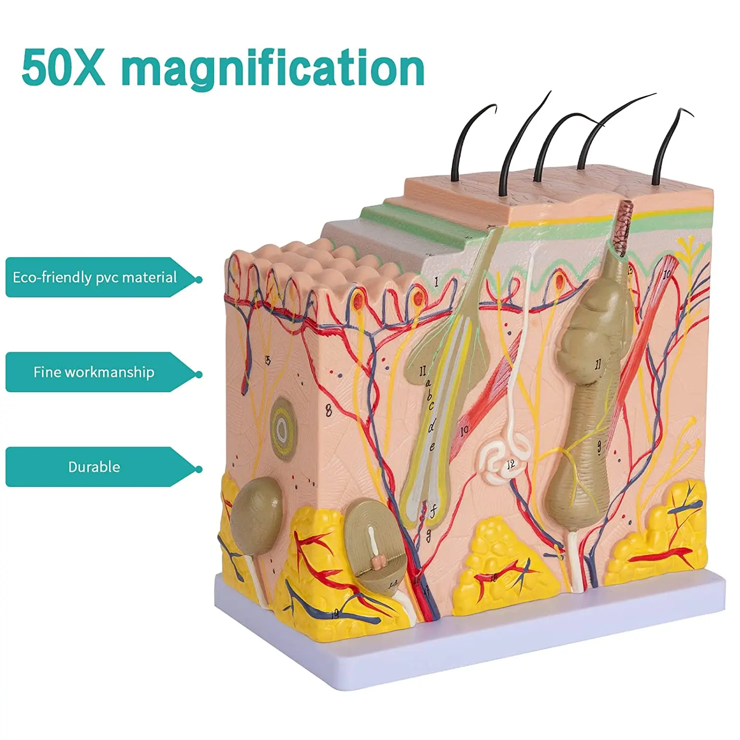 50X Magnified Human Skin Anatomy Model - 3D Layers With Hair Follicles, Sweat Glands & Fat
