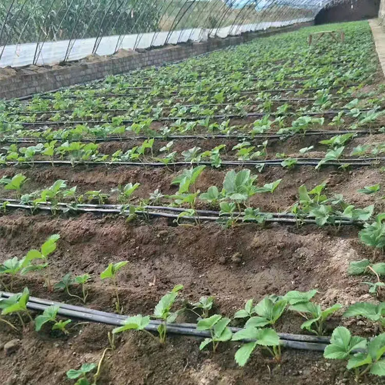 Drip Irrigation System for Fruit Trees Pipe Line Price 1 Hectar Kit Water Saving Drip Tape