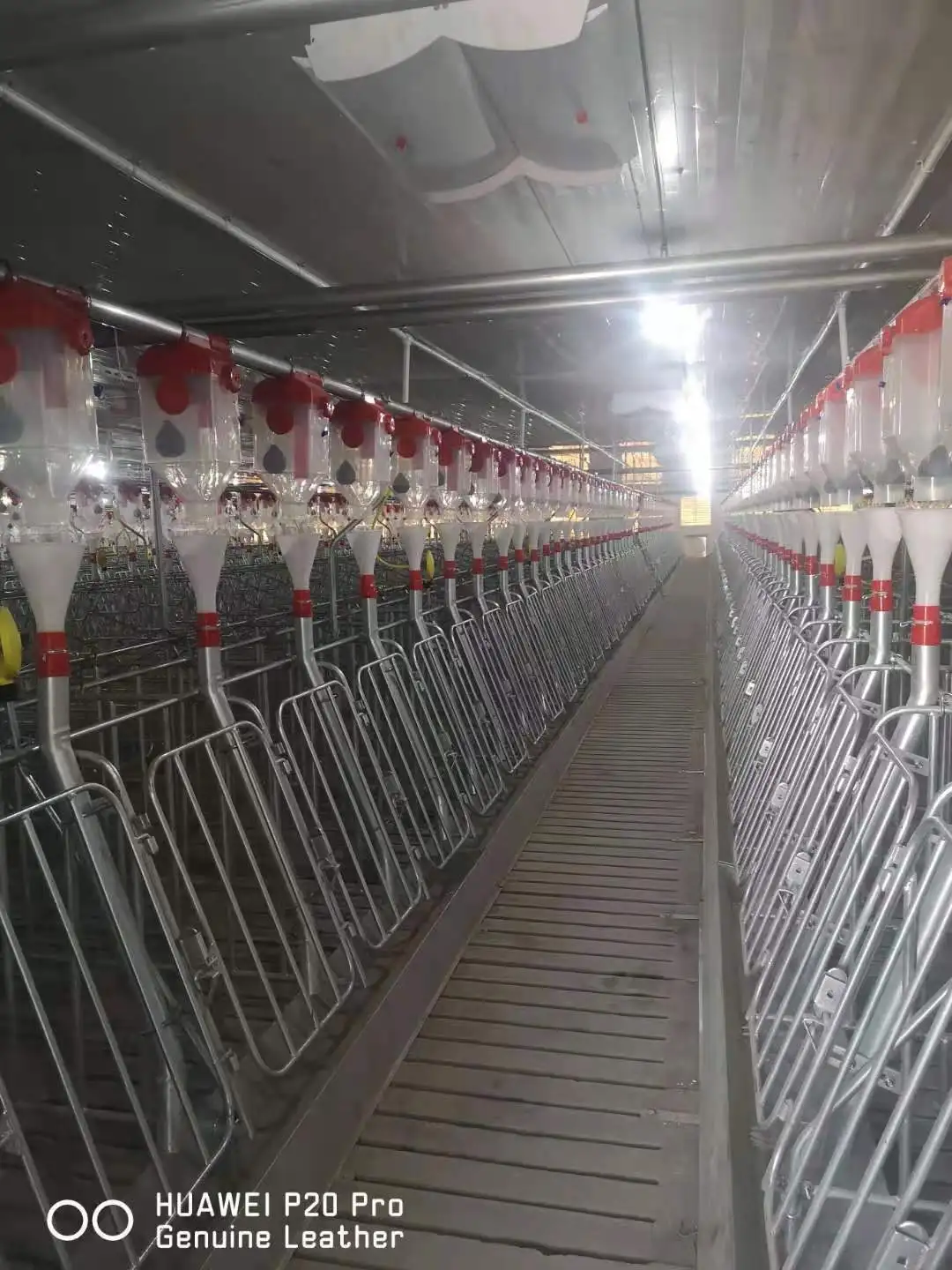 Automatic Pig Feeder And Drinker Automatic Pig Feeding System And Watering System For Pig Farm