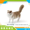 PL127-1561หุ่นแมวสีน้ำตาลและสีขาว140กรัม