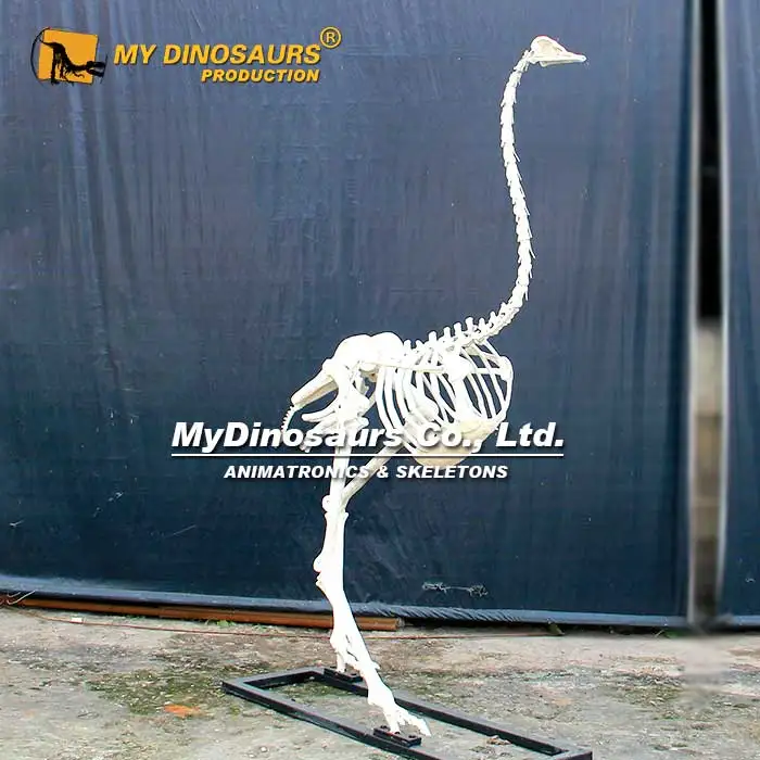 MY DINO AS013高シミュレーション動物等身大ダチョウの骨格| Alibaba.com