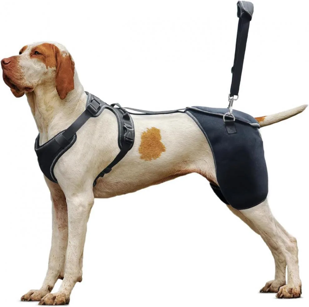 Dog Hip Knee Braces Helping To Relieve Pain And Protect Hip Dysplasia