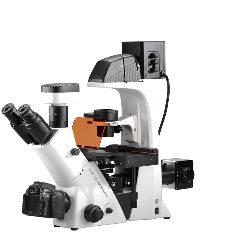 Phase Contrast Microscopy to View GFP, RFP, and BFP Inverted Fluorescent Microscope