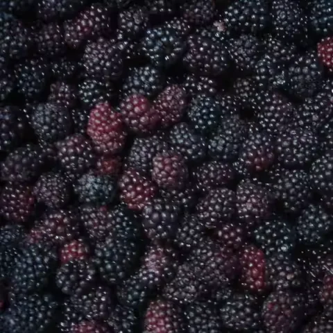 Wholesale Price Bulk 10kg Frozen Blackberries IQF Frozen Blackberry Fruits