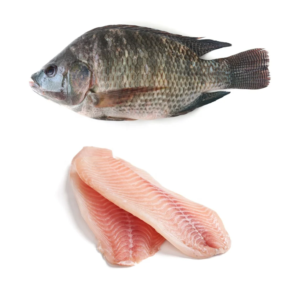 Рыба ти. Тилапия рыба. Рыба телапия или тилапия. Живая рыба тилапия. Тилапия Речная.