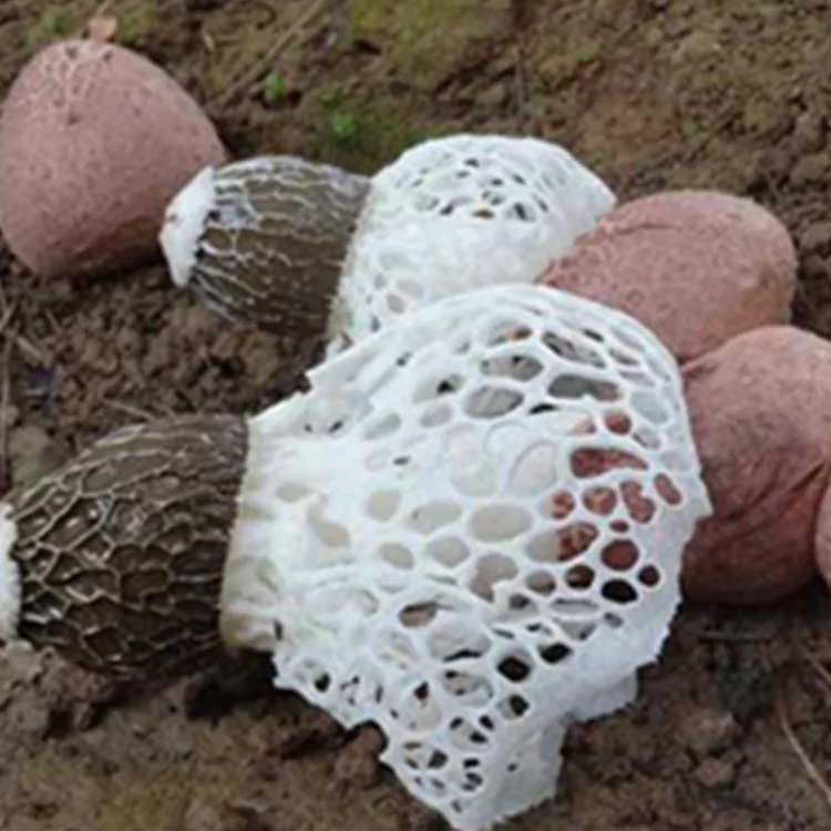 Пищевой Натуральный Бамбуковый гриб сушеный бамбуковый гриб