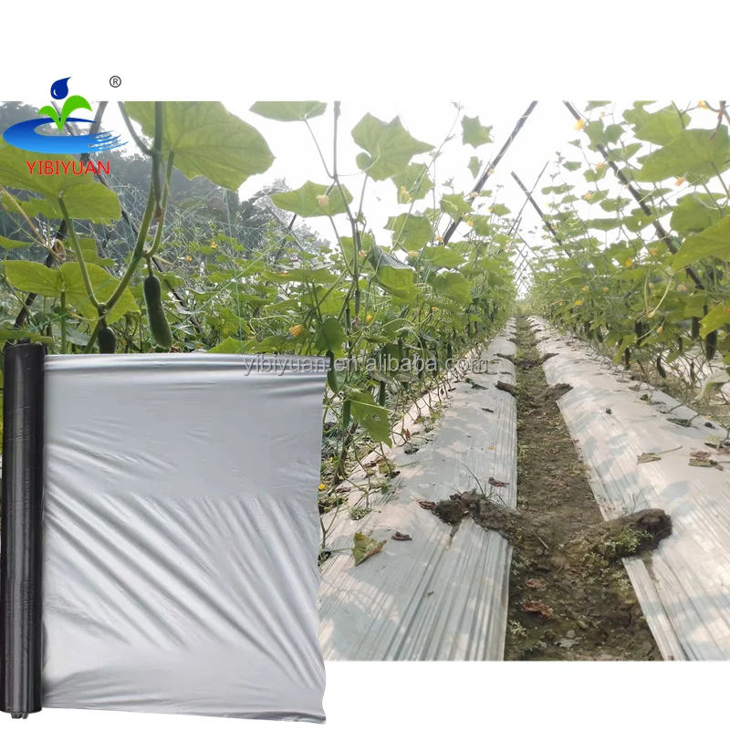 Plastic Mulching Film 25 Micron Perforated Mulch Film Strawberry Onion Agriculture Mulch Film