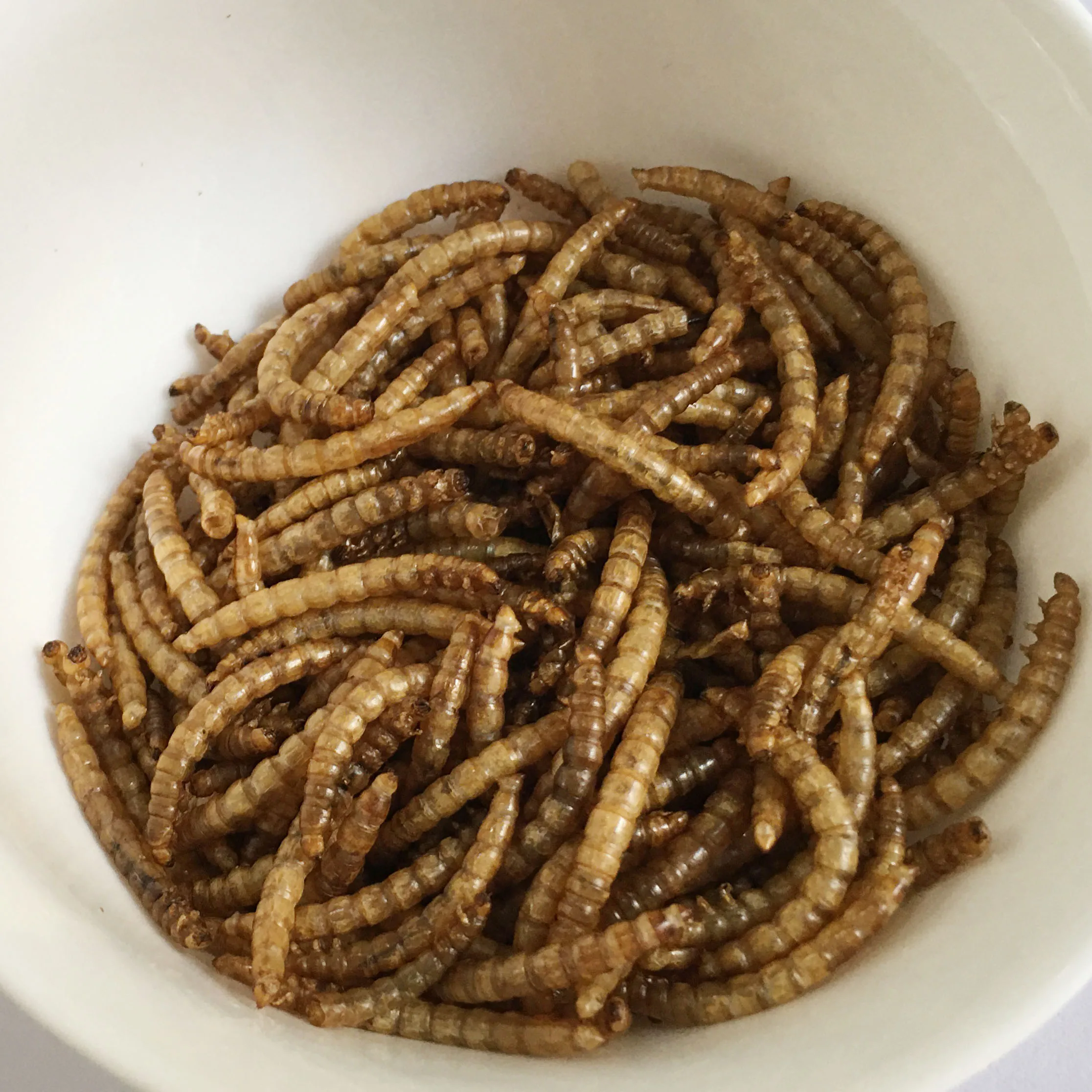 Dry Yellow Mealworms In 2023 Are Cheap And Highquality Cat And Turtle Food Buy Dry Yellow