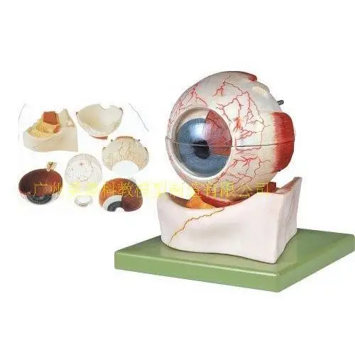 Magnified model of eye structure; magnified model of eyeball; eye ...