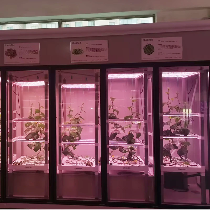 Container Farming Rectangular Channel for Vegetable Growing Indoor Hydroponics Automatic System