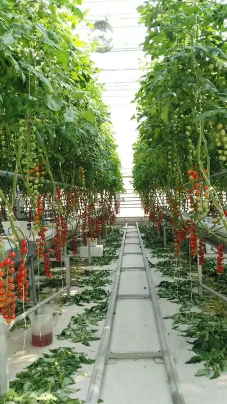70 Ganci Per Pomodori Con Corda E Clip – Kit Supporto Piante Con Spago 10 M, Per Pomodori, Cetrioli E Viti, Riutilizzabili