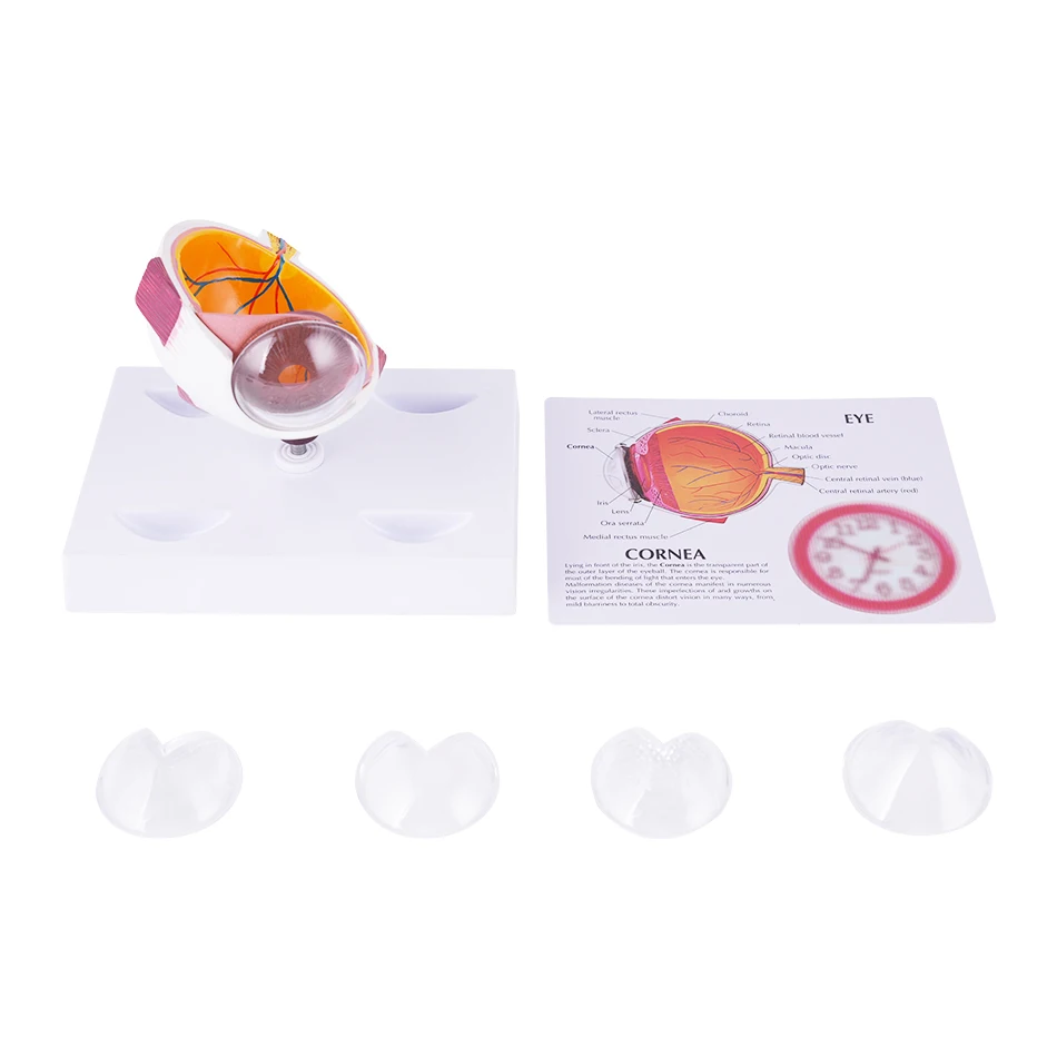 TB-04 Professional Anatomical Eye Model Ophthalmic Training And Demonstration Innovue Opto Brand Abs Material 1 Year Warranty