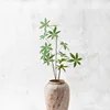 A green branch