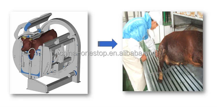 Cow Amazing Killer Box Slaughter Box for Cow Cow and Halal Ceremony