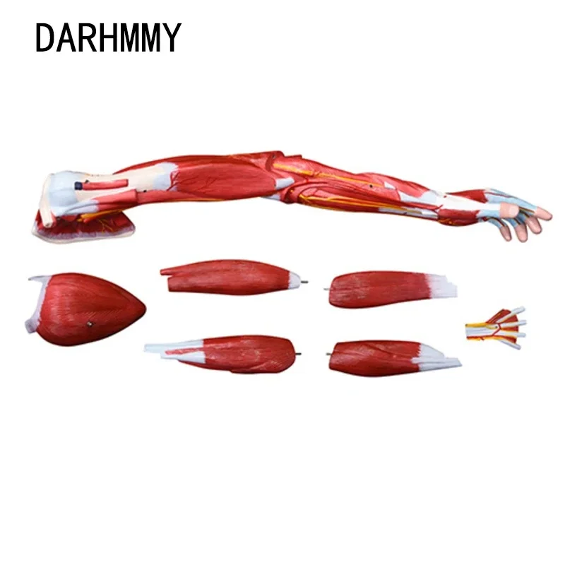 DARHMMY Upper Limb Anatomical Muscle Model 7-Part Medical Science Teaching Aid Human Upper Limb Model