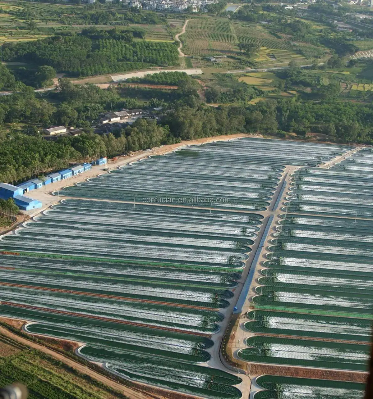 algae plant base-1.JPG