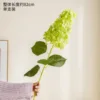 Pointed-head hydrangea green