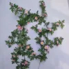 Vides de margaritas rosadas