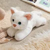 gato blanco