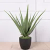 Aloe Vera de 70 cm de diamètre