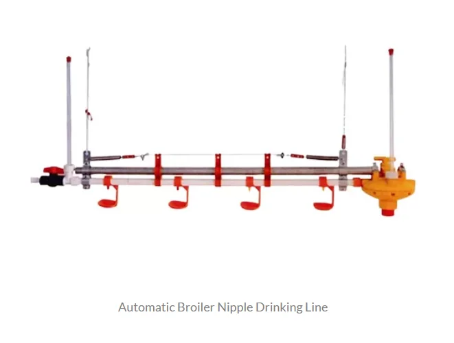 Automatic Poultry Feeding System for Chicken Water Dispensers and Feeders for Chicken Farms