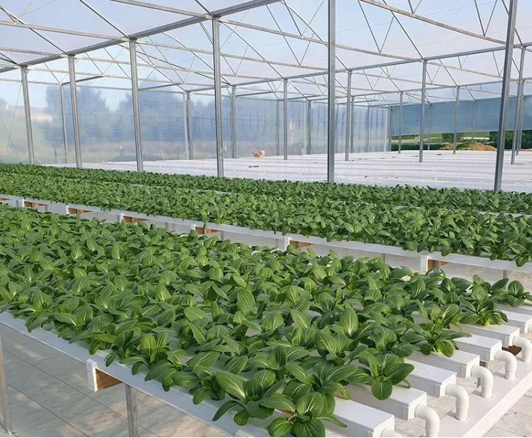 sjzx hydroponic growing system