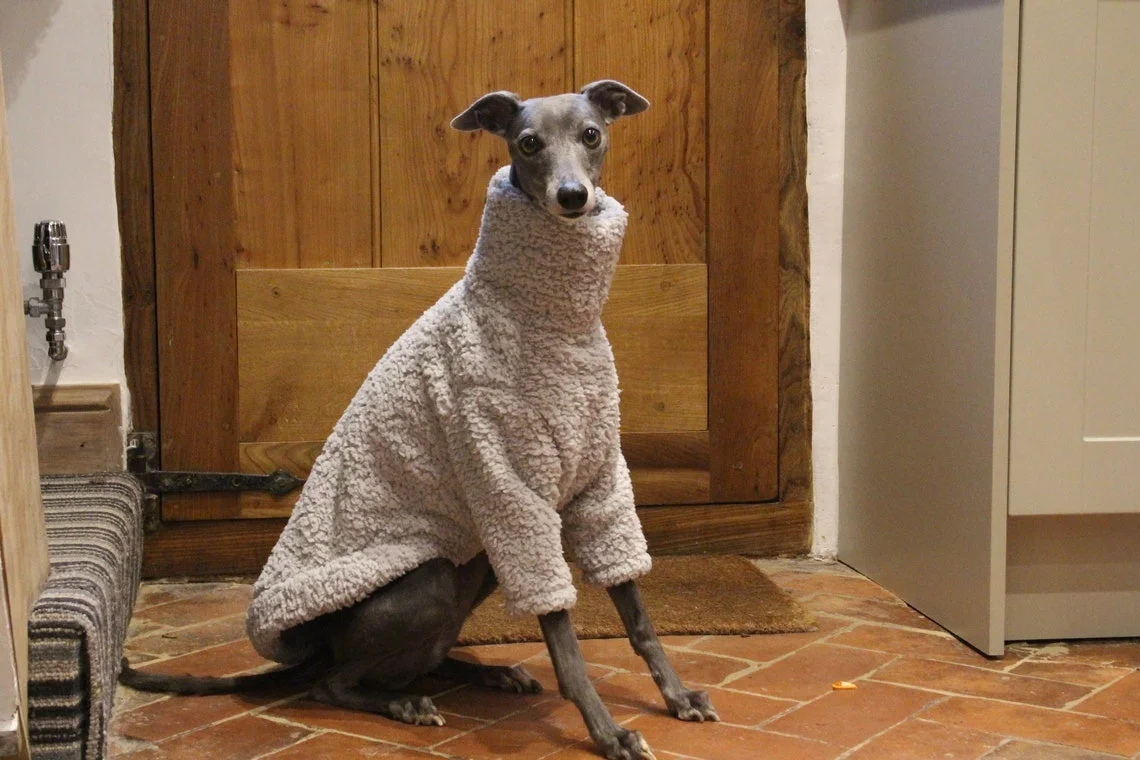 Sighthound jumper fashion