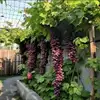 15# fruta morada