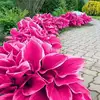 14# Hosta rosa