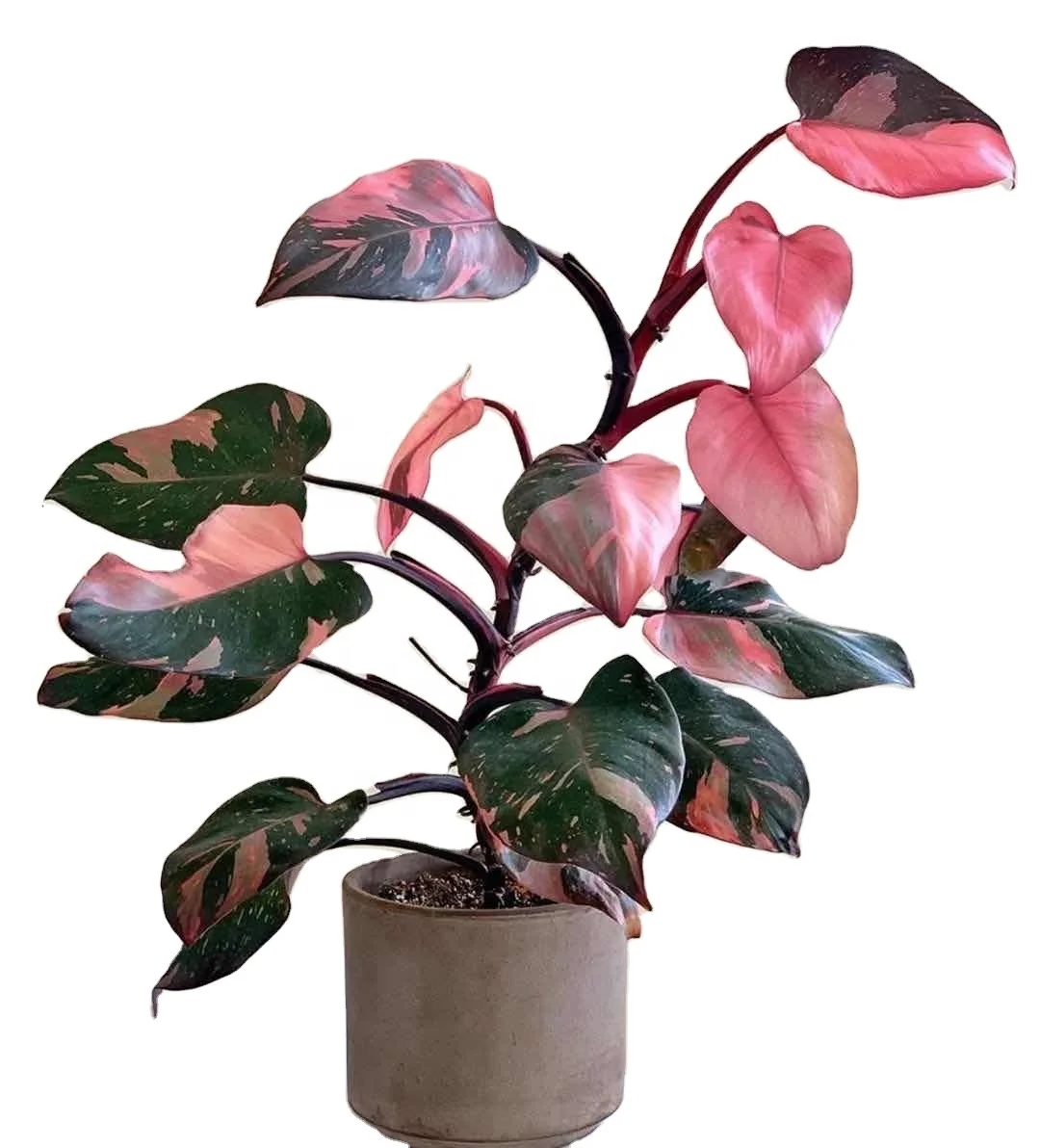 Real plants Philodendron Pink princess of indoor bonsai