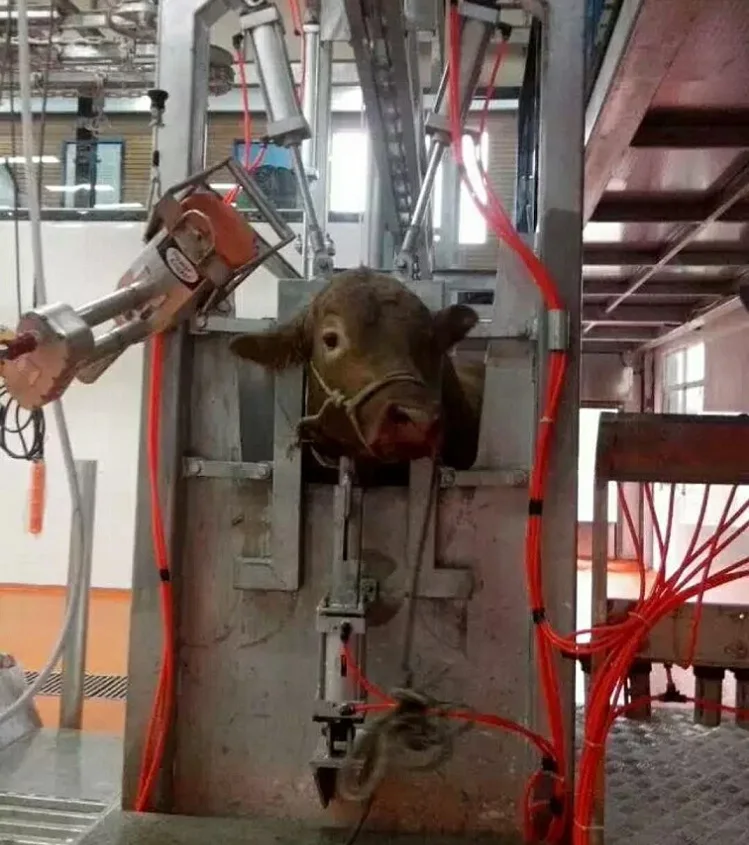 Turnkey Halal Kosher Veal Cattle Slaughter Line Complete Cow Slaughterhouse Equipment