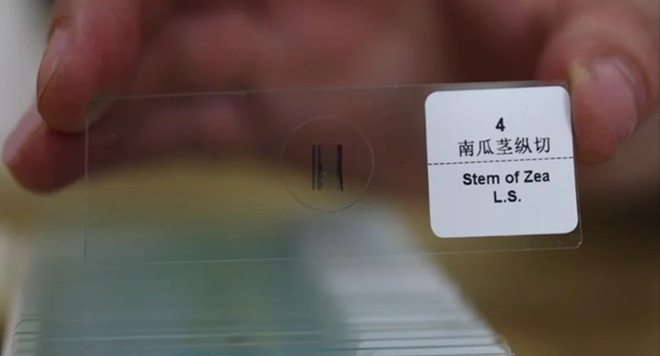 Prepared Microscope Slides With Oral Pathology Specimen For Medical