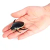 2719 Escarabajo buceador depredador de bordes amarillos